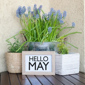 Hello May sign on spring flower boxes